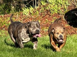 Pocket Bullyz female adult 3 years old