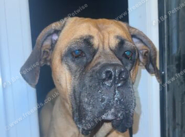 Make cane corso