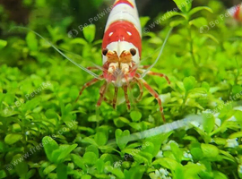 Stunning red crystal shrimp