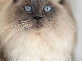 Blue point ragdoll female
