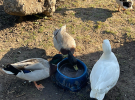 Male call ducks