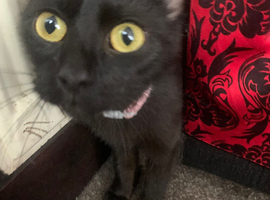 female 2 years old with free carrier
