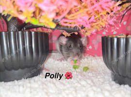 Beautiful mixed gender baby rats