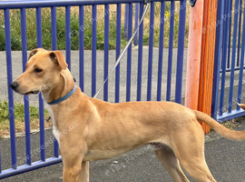 Saluki bull lurcher