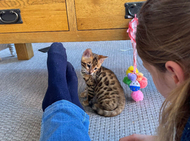GCCF PEDIGREE BENGAL KITTENS