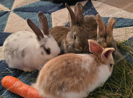 Wonderful rabbits