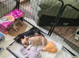 Chihuahua X Boy Puppies (only 3 left)