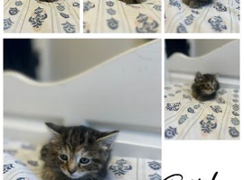 4 beautiful long/short hair kitten for sale