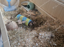 hamster/gerbil cage for sale