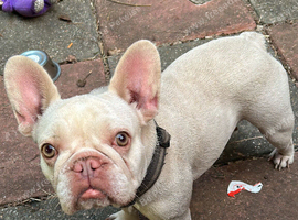 French bulldog