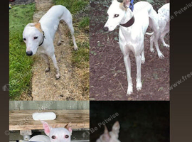 Bull greyhound x whippet for stud