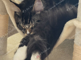 male maine coon
