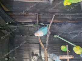 Love birds