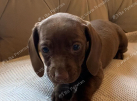 Mini dachshund