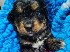 Gorgeous bernedoodle puppied
