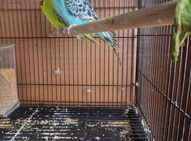 9 Boudgies for sale