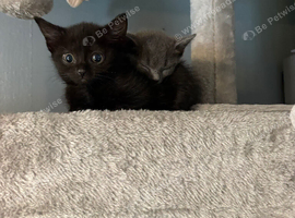 11 week old kittens