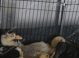 Ducklings