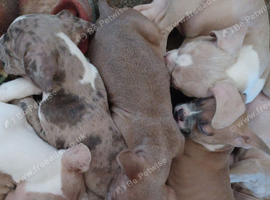 Pocket bully cross french bulldog