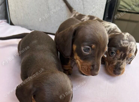 Stunning Litter of Miniature Dachshund Puppies available
