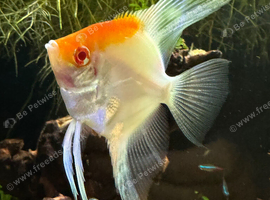 Pair Koi Angel fish
