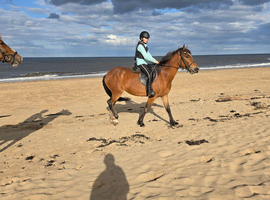 15h irish cob x appaloosa