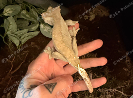 Male cappuccino crested gecko