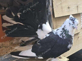Breeding pair of Indian fantails