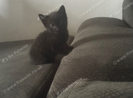 Black kitten