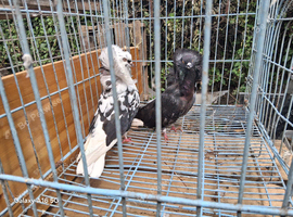 Capuchie pair pigeon