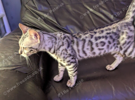 16 week old boy bengal