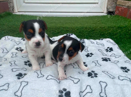 Jack Russell puppies