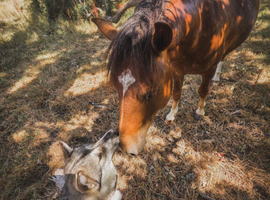 Rising 3 New Forest Pony