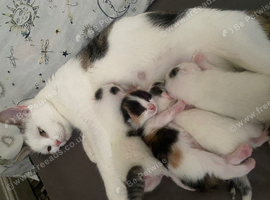 4 x kittens