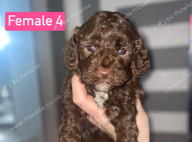 F1B Cockapoo Puppies