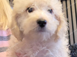 Toy poodle 3/4 puppies