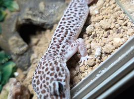 Mack super snow breeding pair