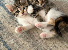 Beautiful Maine coon kittens for sale