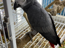 Congo African grey Glasgow