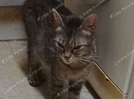 Kittens for sale