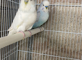 Budgie pairs