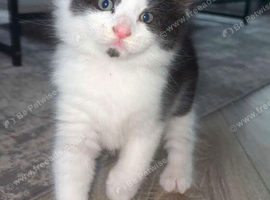 4 kittens for sale