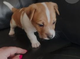Jack russell puppies
