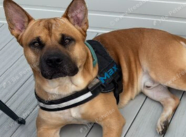 Max is looking for a new home