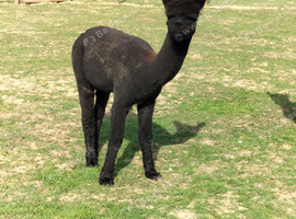 Alpaca