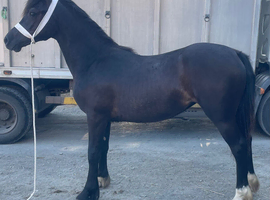 Classy yearling
