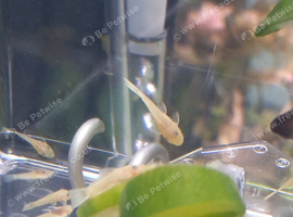 Lemon bristlenose blue eyes fry