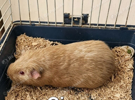 male guinea pigs