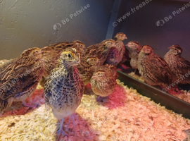 Quail nearly ready to go