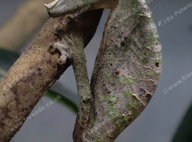 Multiple Uroplatus species (leaf tail geckos)
